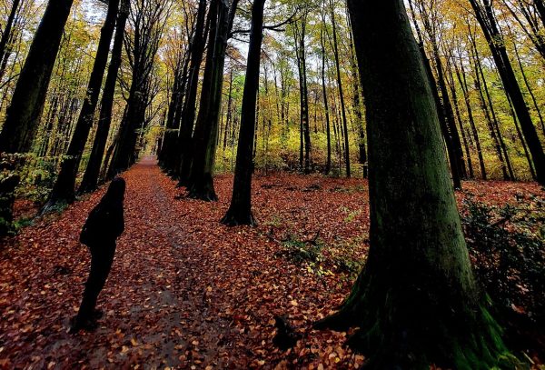 woman in forest, trees die standing